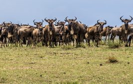 Anga'ata ndutu camp 8