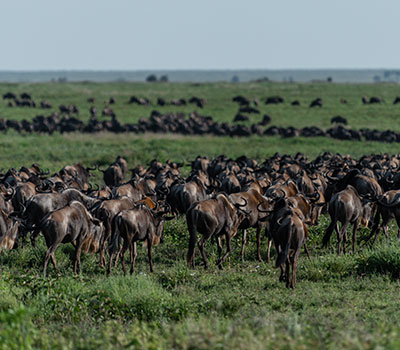 8-Day-Mid-Range-Ndutu-Migration-Footsteps-price