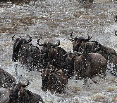 Mara-river-crossing